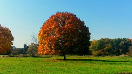 Herbstlich..